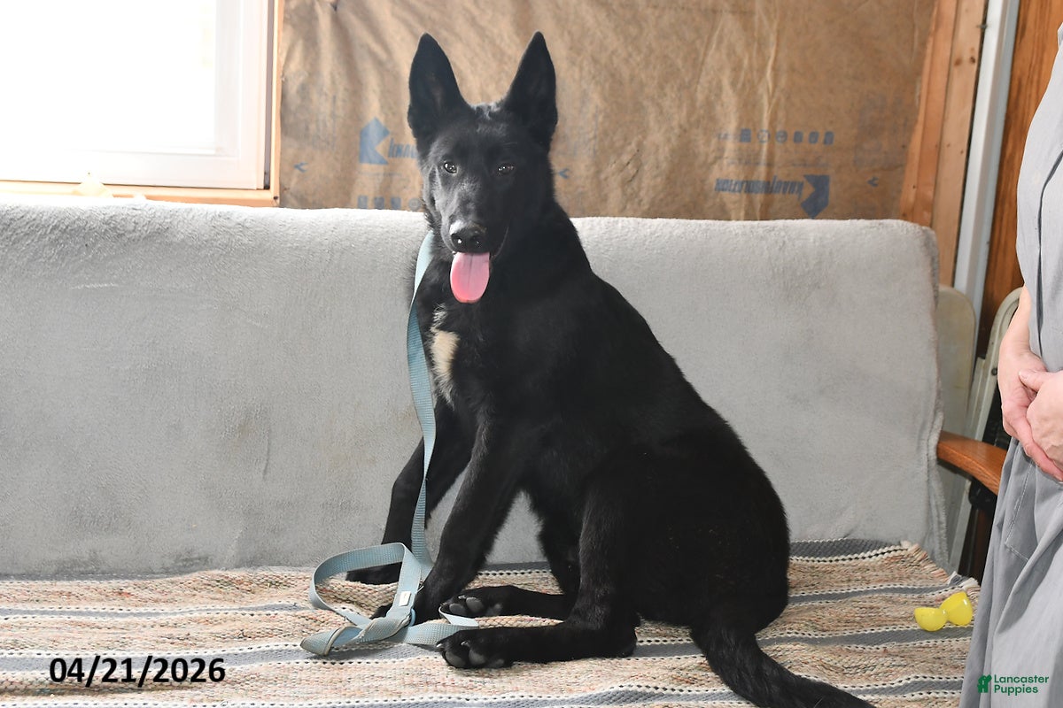 Belgian Malinois dogs Leo - Ad 1