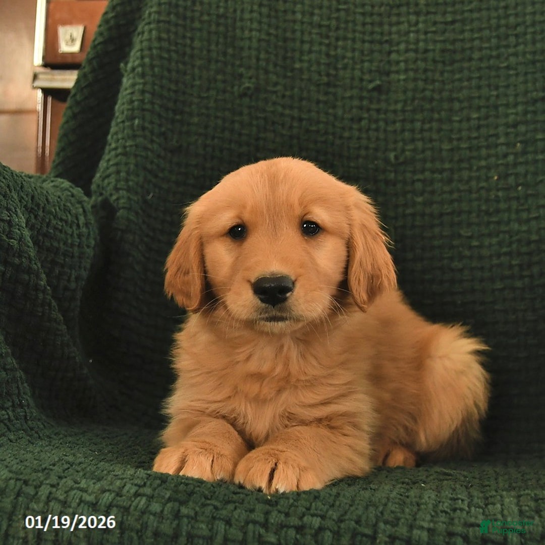 Golden Retriever dogs for sale: Ronald  - Ad 2