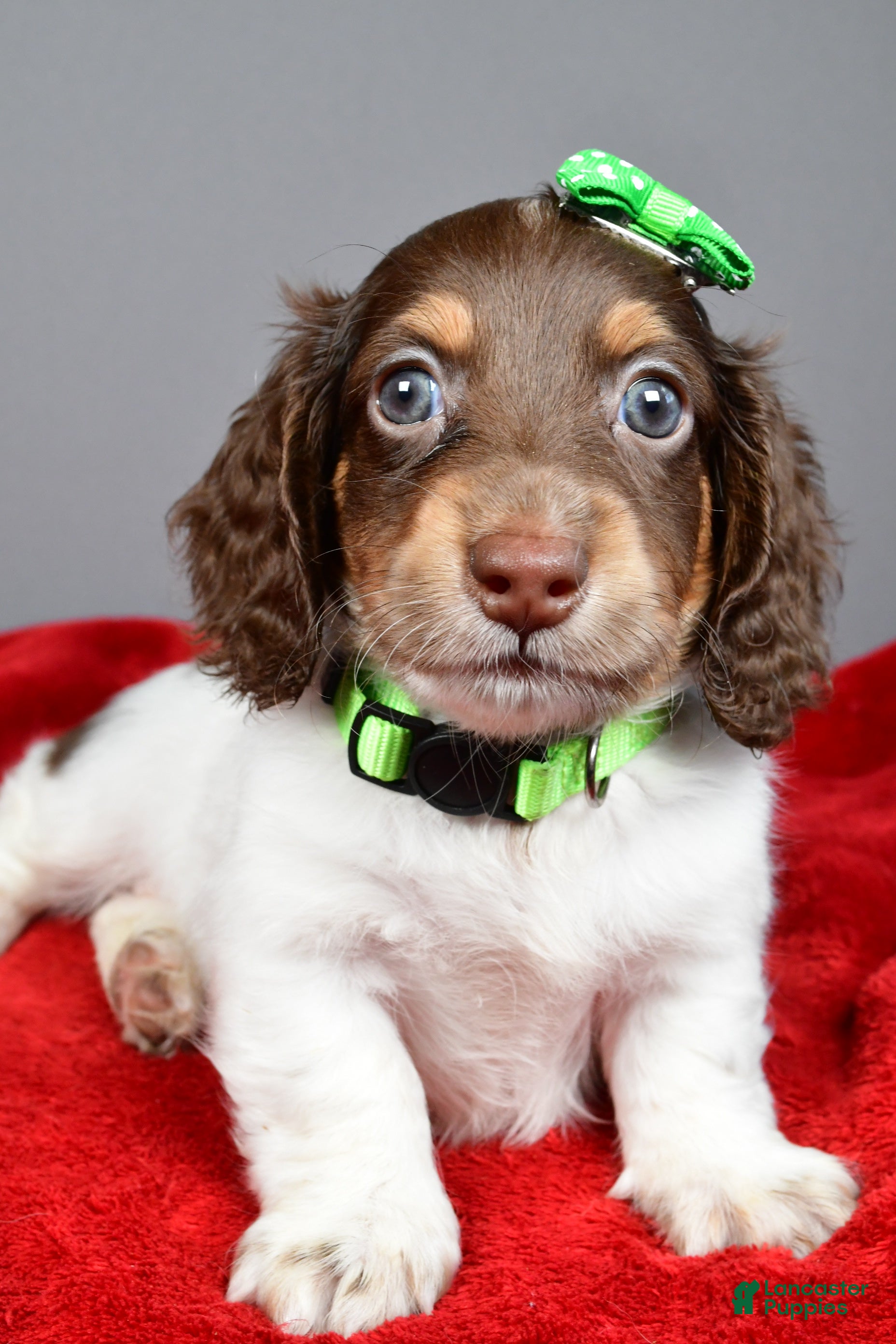 Miniature Dachshund dogs Scout - Ad 2