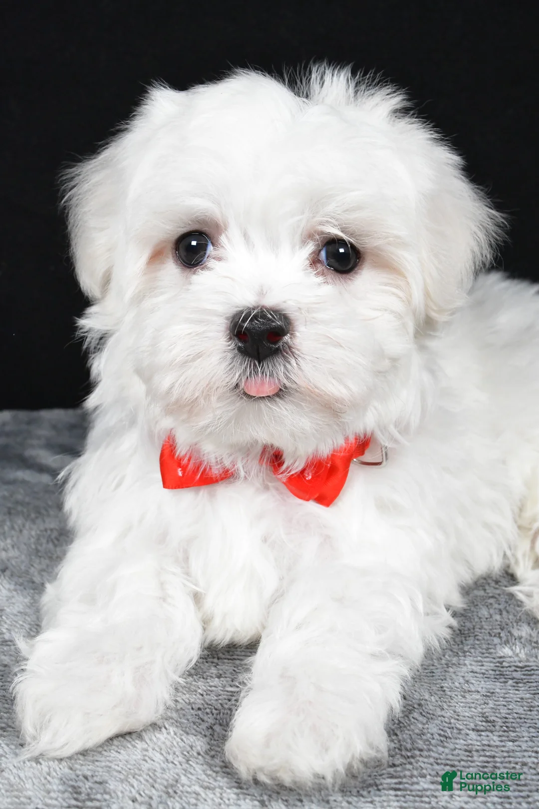 Maltese dogs for sale: Will - Ad 2