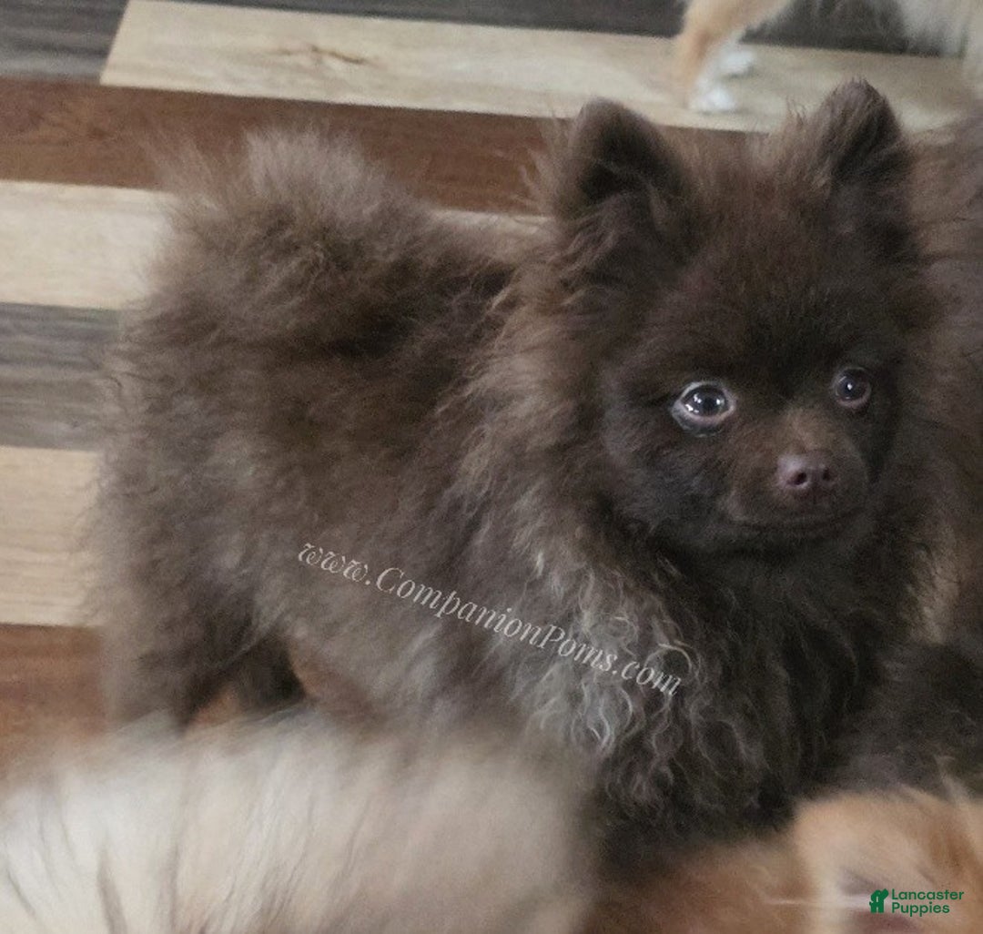 Pomeranian dogs for sale: Chocolate Chip - in his puppy uglies stage  - Ad 4