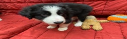 Border Collie dogs for sale: Orka - Ad 4