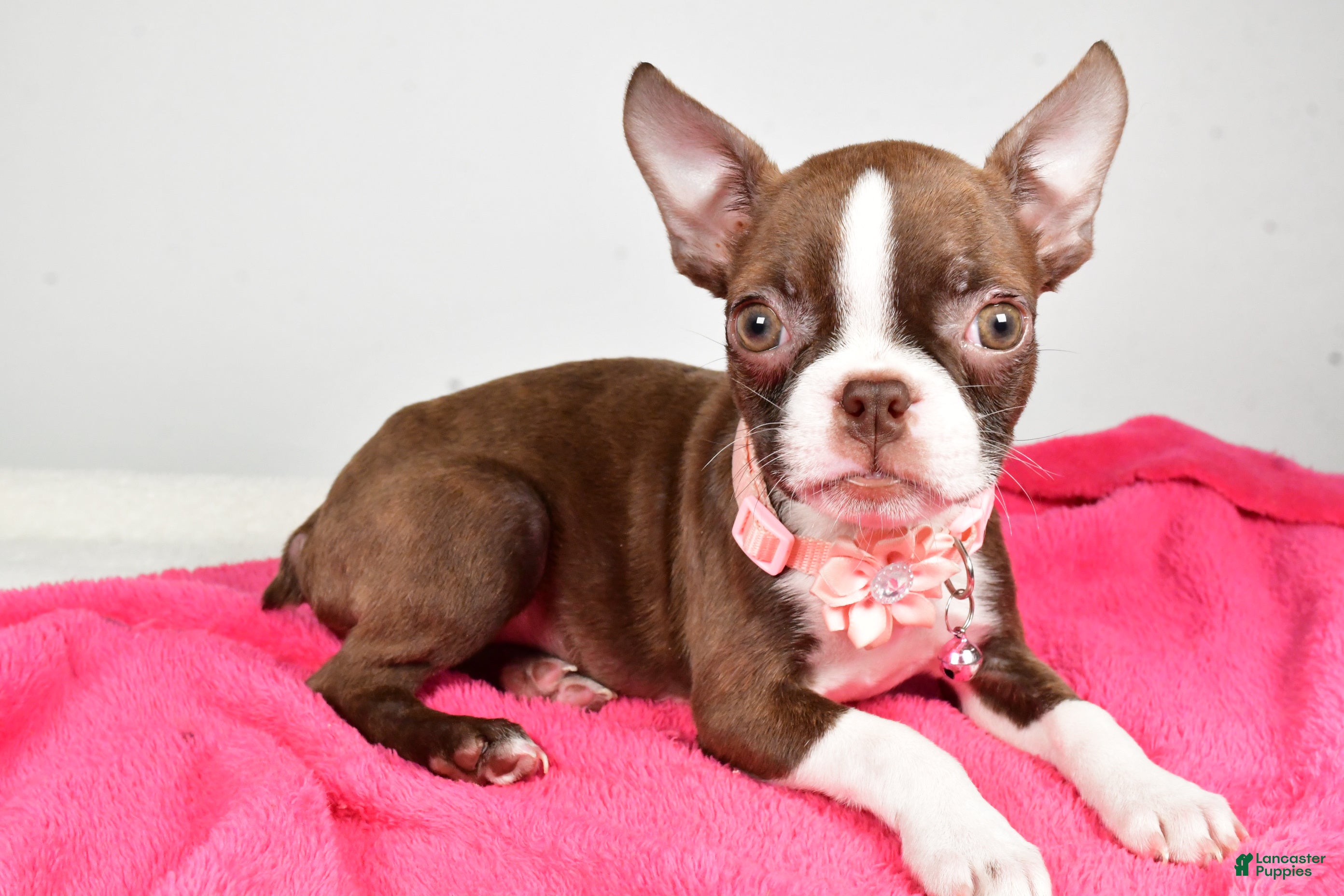 Boston Terrier dogs Ramona - Ad 40