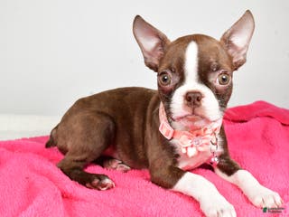 Boston Terrier dogs Ramona - Ad 42
