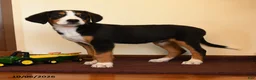 Greater Swiss Mountain Dog dogs for sale: Pepper - Ad 2