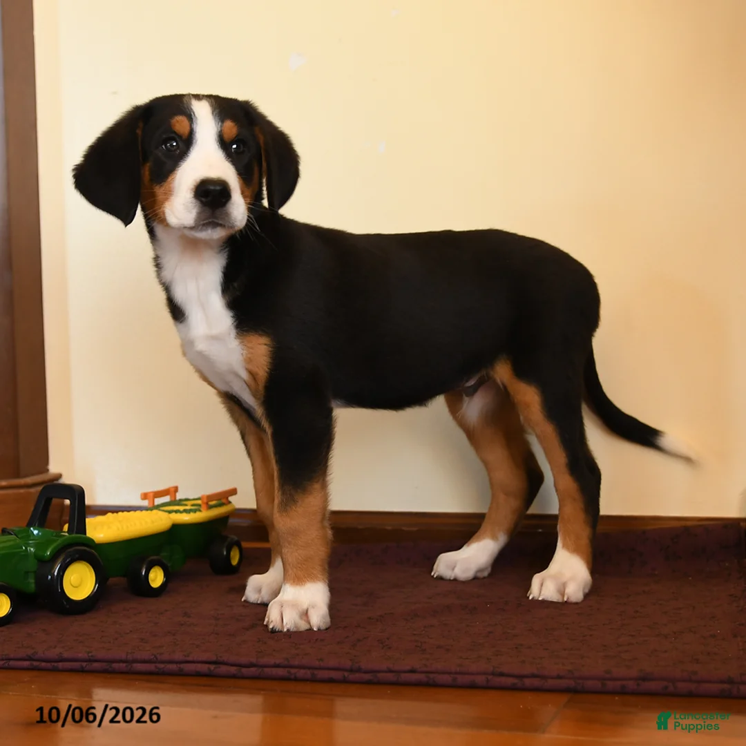 Greater Swiss Mountain Dog dogs for sale: Pepper - Ad 2