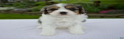 Cavapoo dogs for sale: Jade - Ad 1