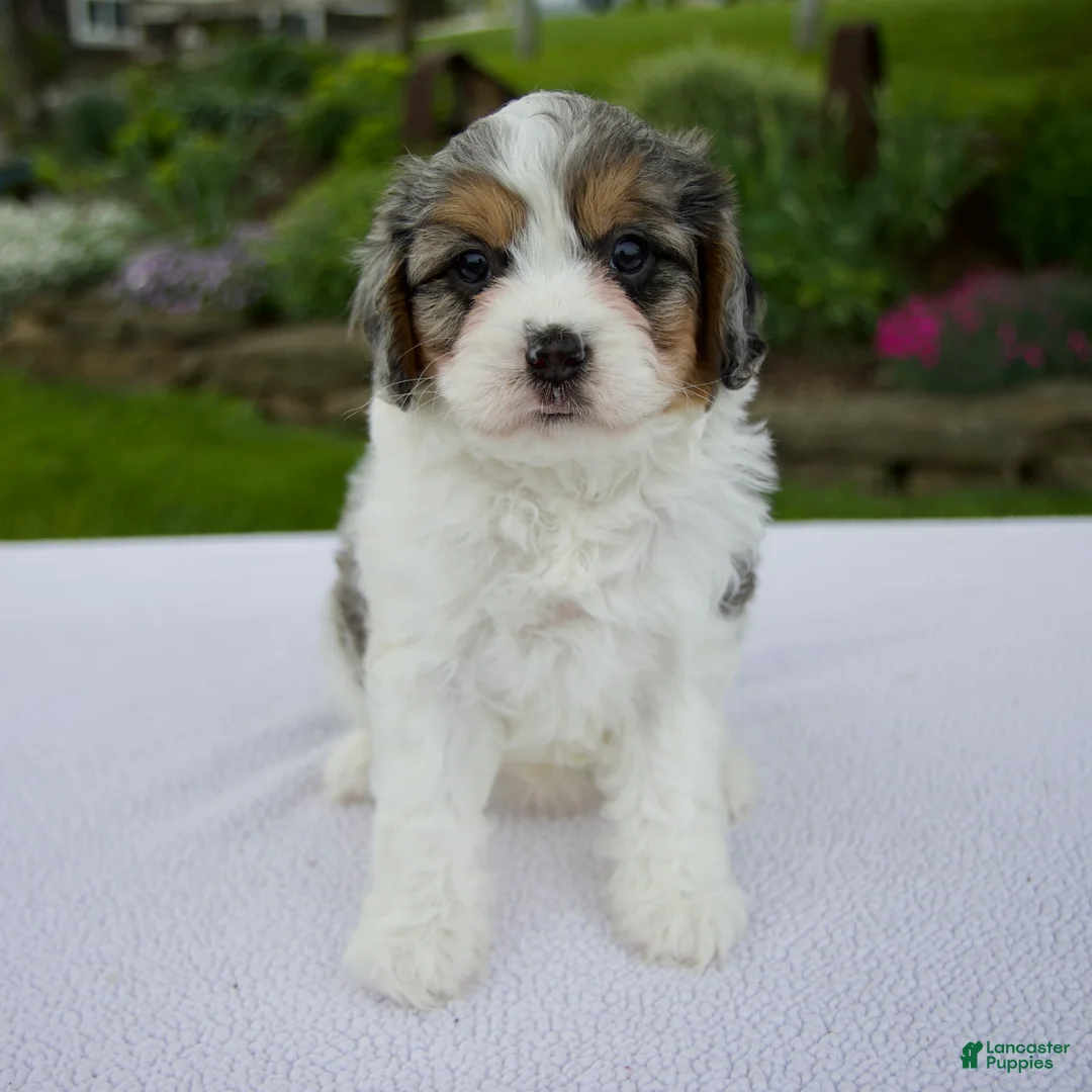 Cavapoo dogs for sale: Jade - Ad 1