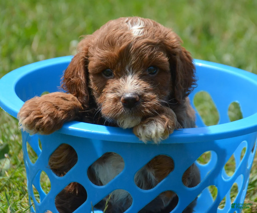 Cavapoo dogs for sale: Coco Cavapoo 1 - Ad 1