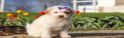 Miniature Poodle dogs for sale: Cheyenne - Ad 7