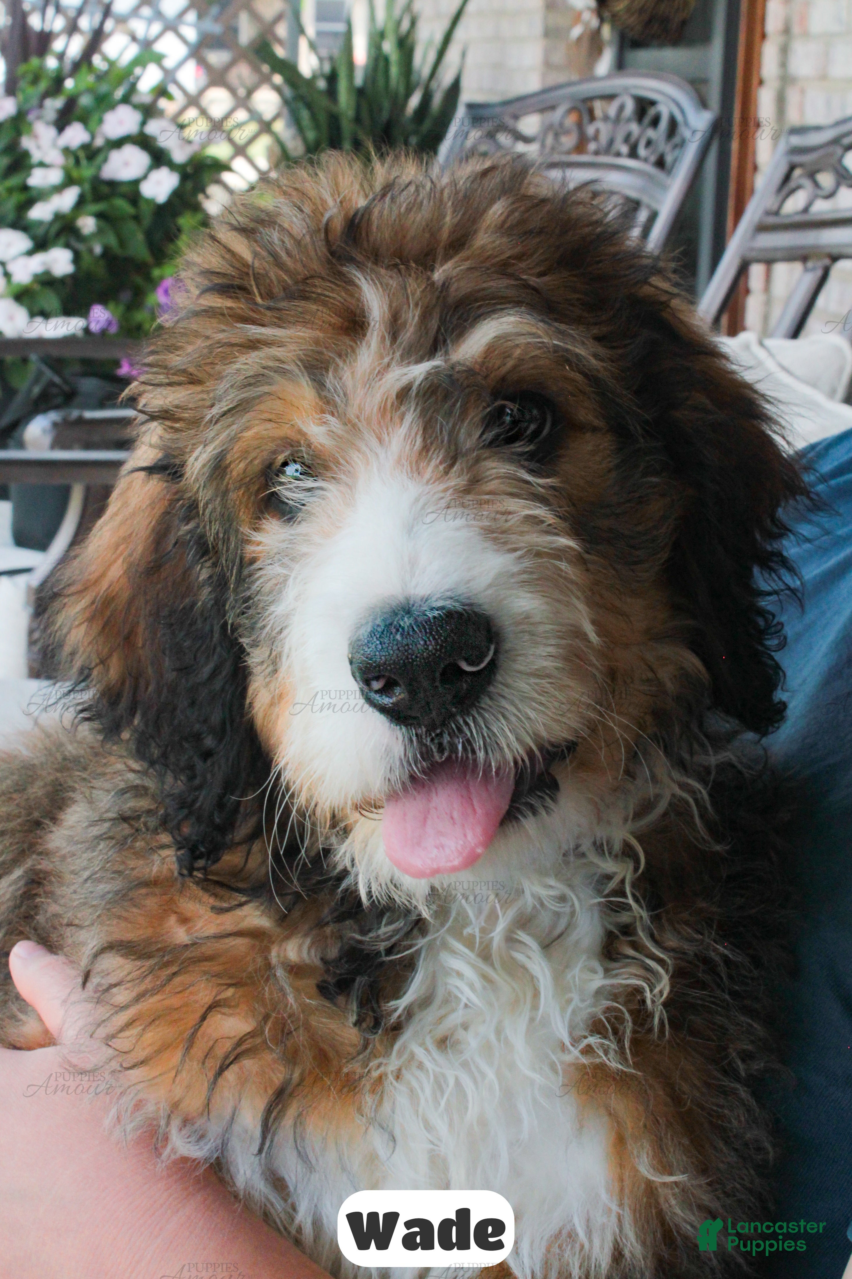Bernedoodle dogs Wade - Ad 1