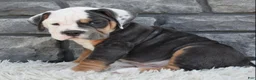 Beabull dogs for sale: Buster - Ad 4