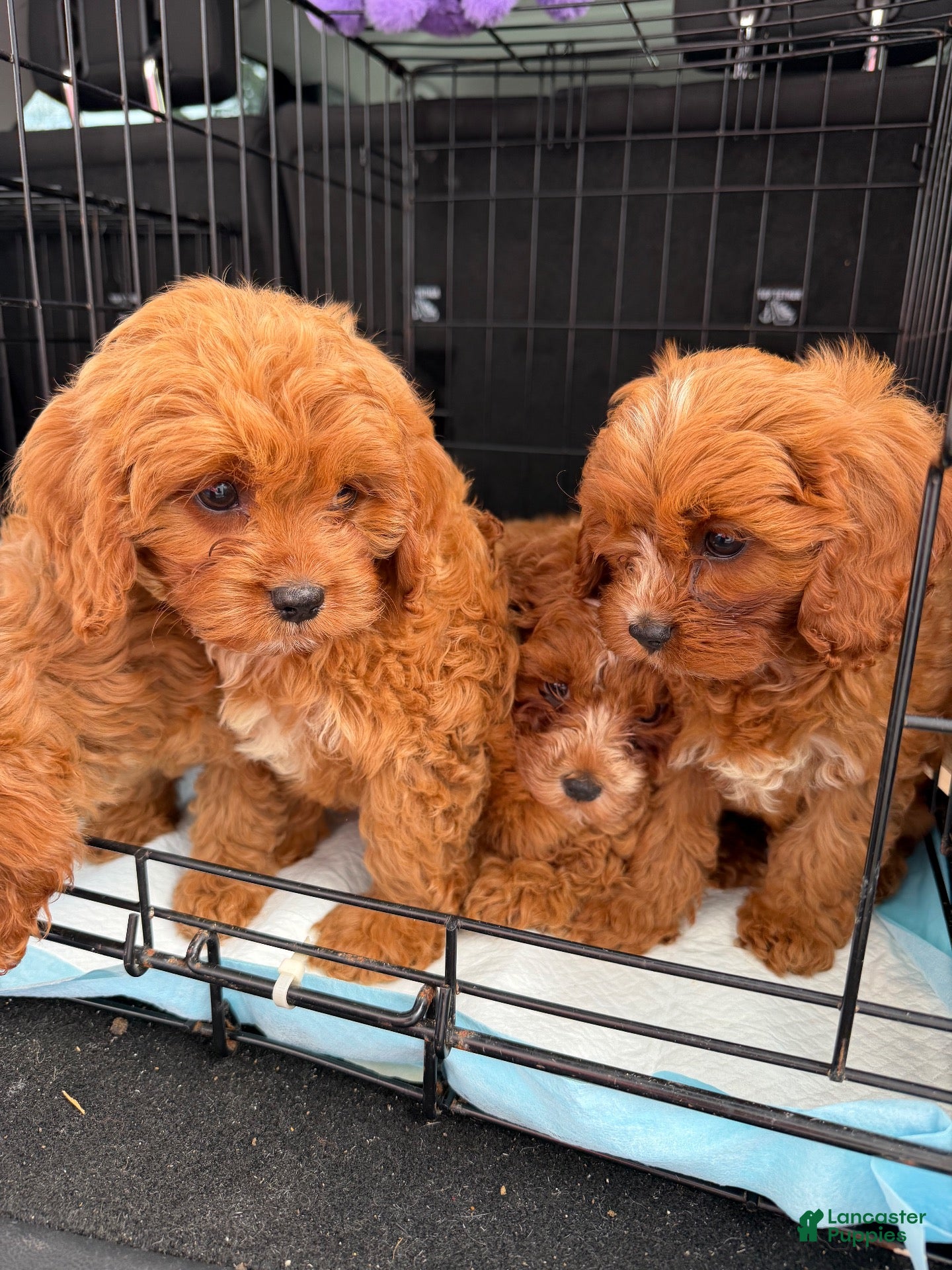 Cavapoo dogs for sale: Malibu - Ad 1