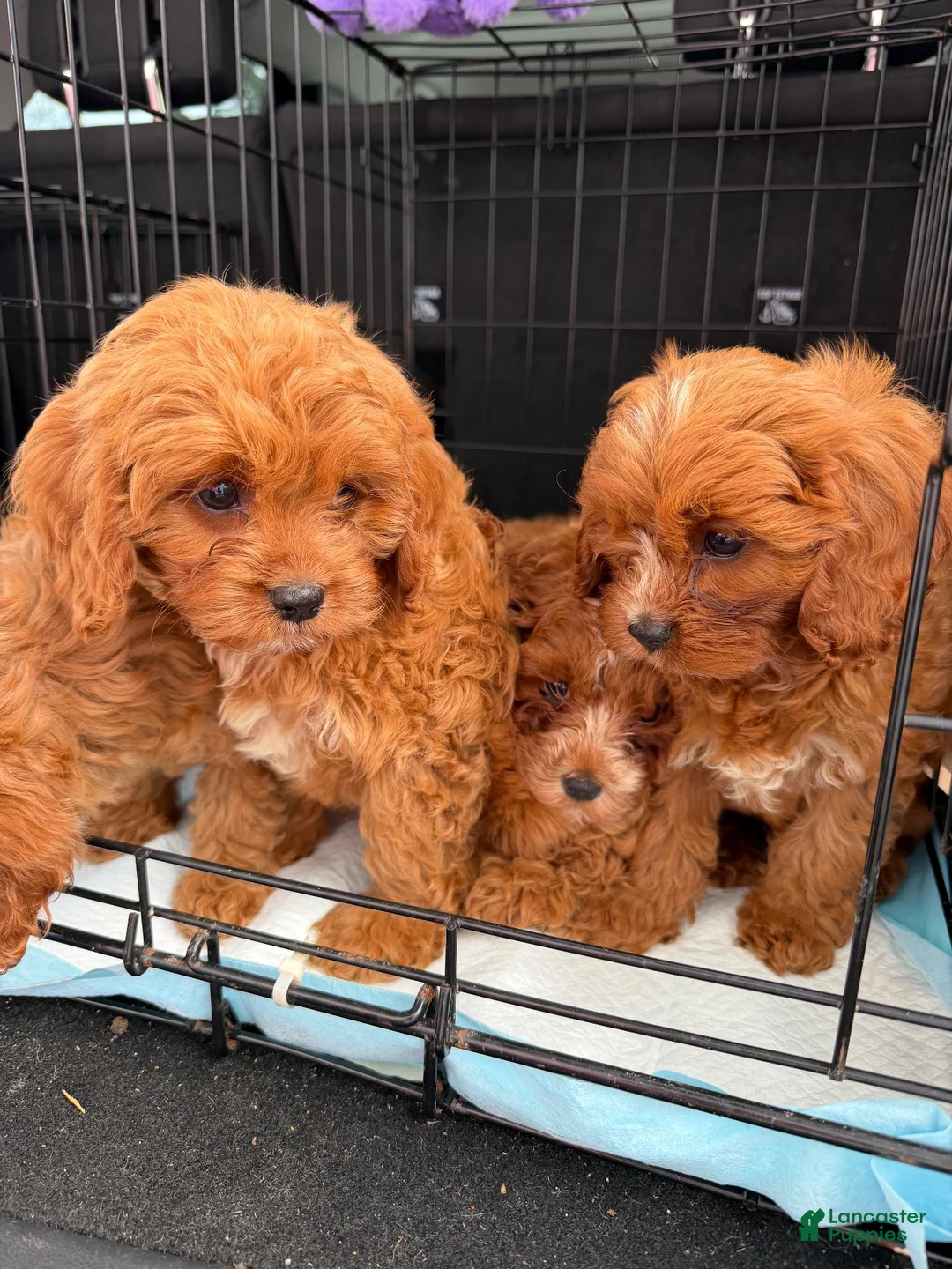 Cavapoo dogs for sale: Malibu - Ad 1