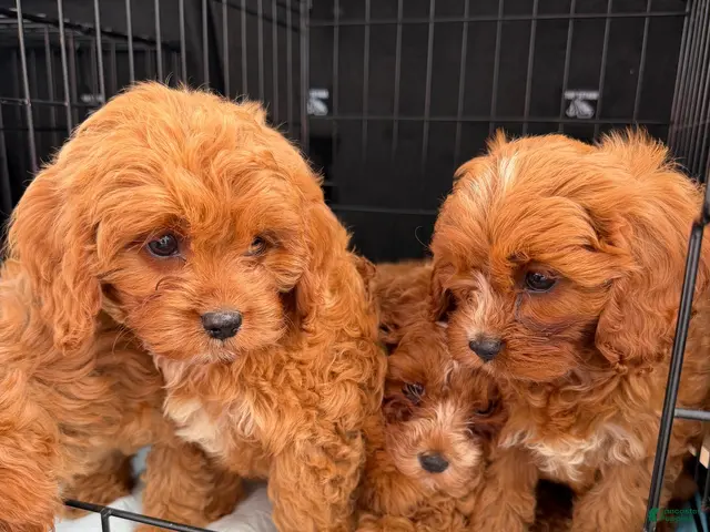 Cavapoo dogs for sale: Malibu - Ad 1