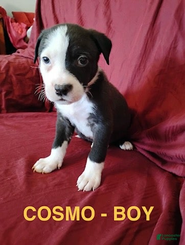 Mixed Breed dogs Sold - Ad 23