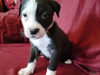 Mixed Breed dogs Sold - Ad 17