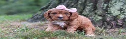 Cavapoo dogs for sale: Willow - Ad 5
