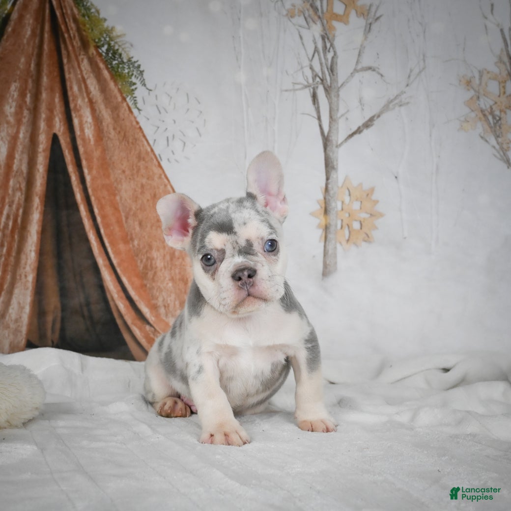 French Bulldog dogs BEAR - Ad 13