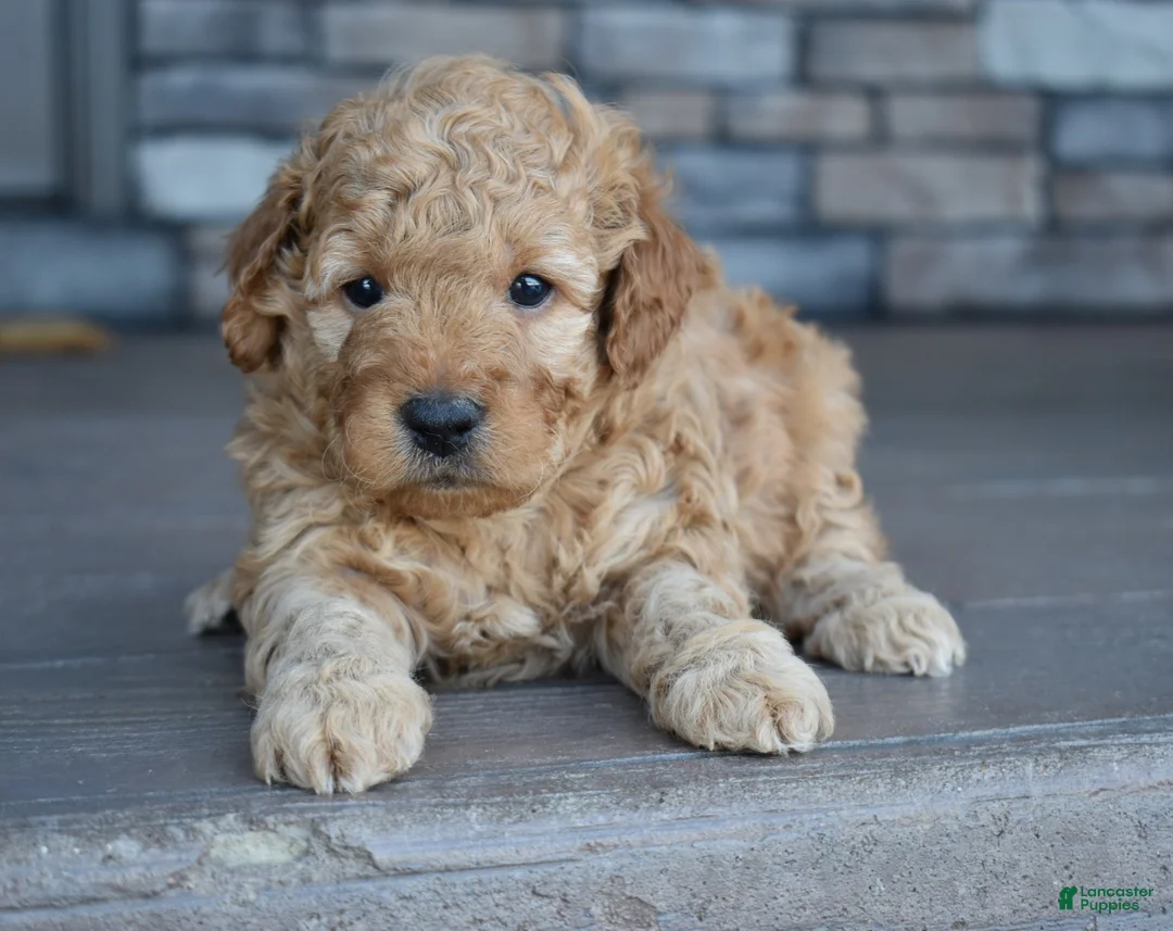 Mini Goldendoodle dogs for sale: Hunter - Ad 3