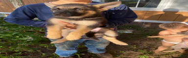 German Shepherd 4