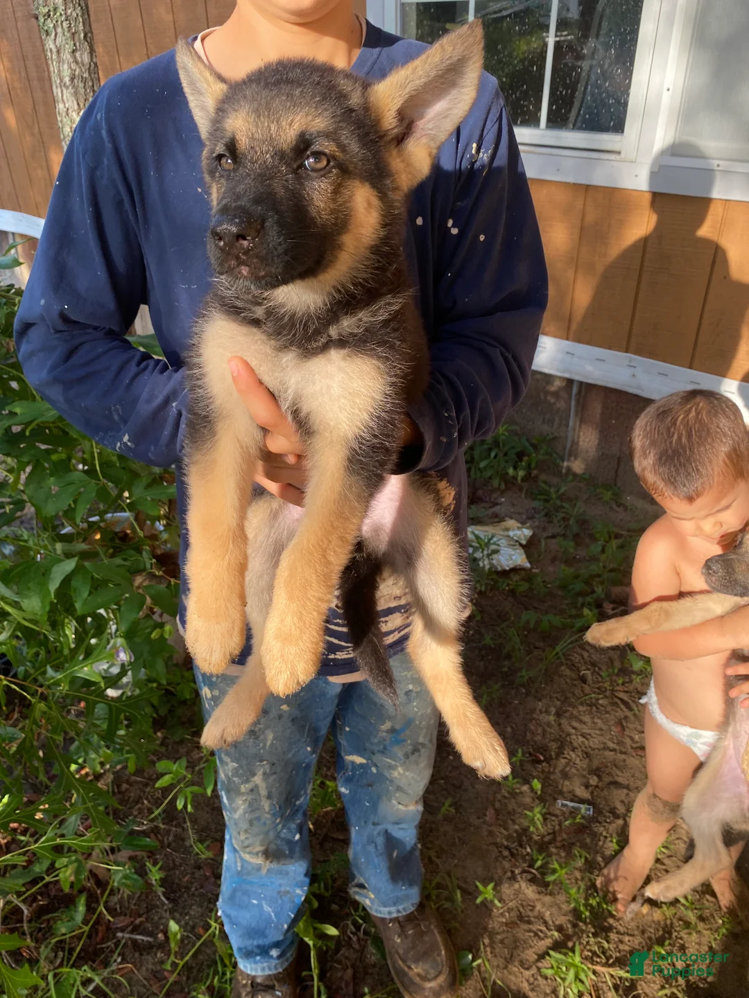 German Shepherd dogs for sale: German Shepherd 4 - Ad 1