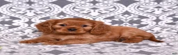 Cavalier King Charles Spaniel dogs for sale: Charlie  - Ad 5