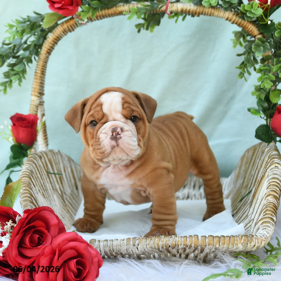 English Bulldog dogs Diesel - Ad 1