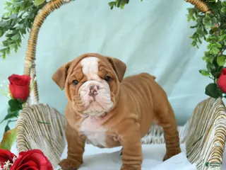 English Bulldog dogs for sale: Diesel - Ad 1