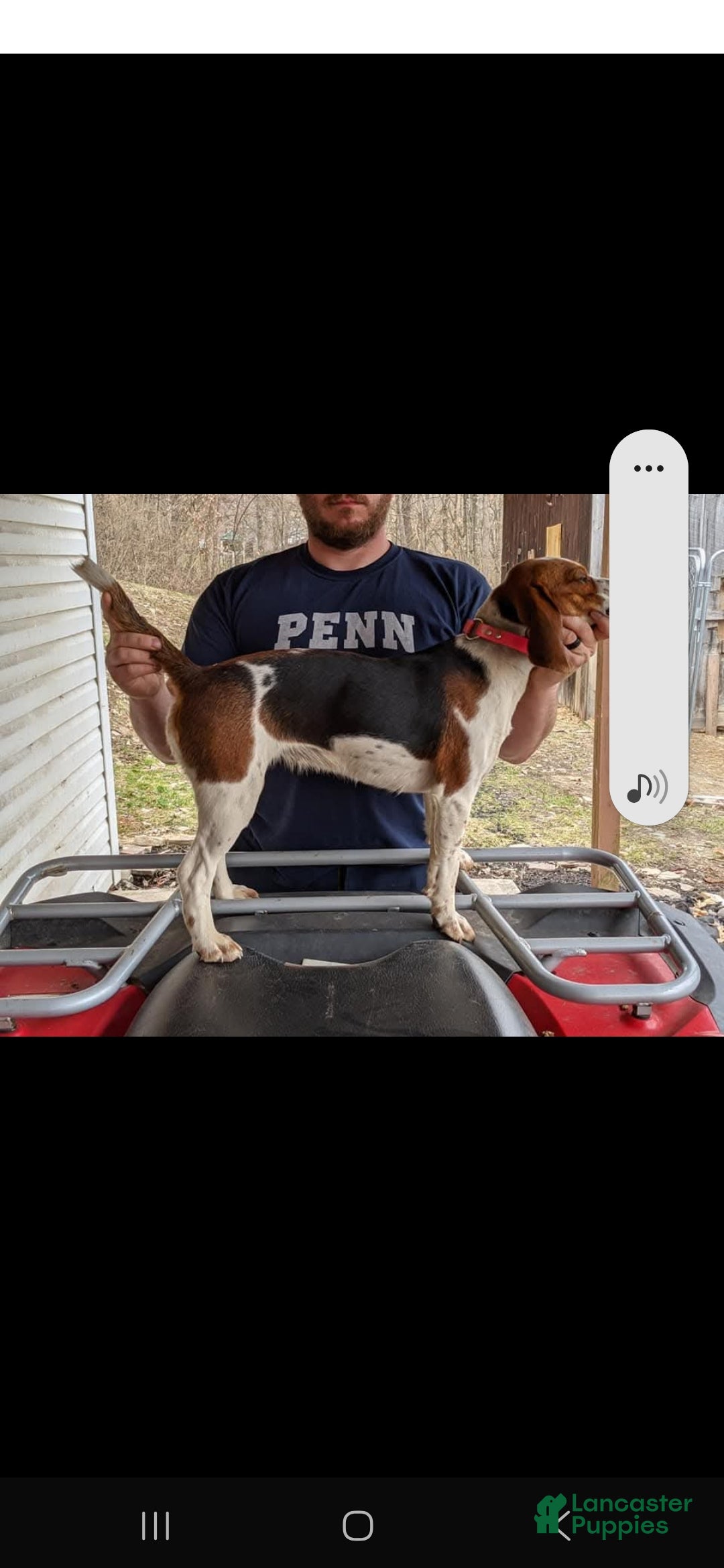 Beagle dogs for sale: Beagle Puppy 1 - Ad 2