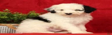 Finn
