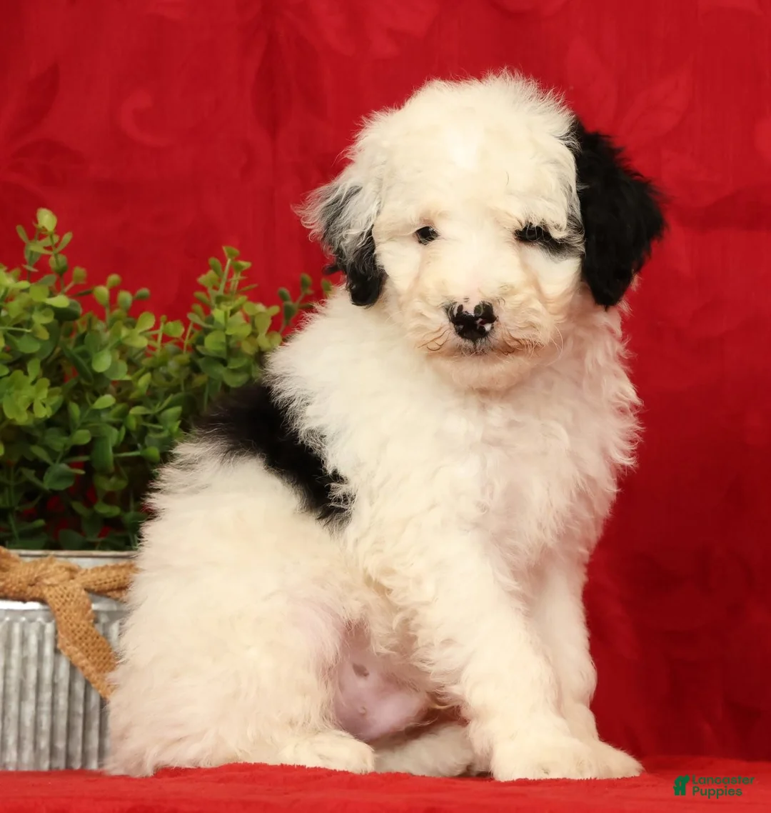 Mini Sheepadoodle dogs for sale: Finn - Ad 1