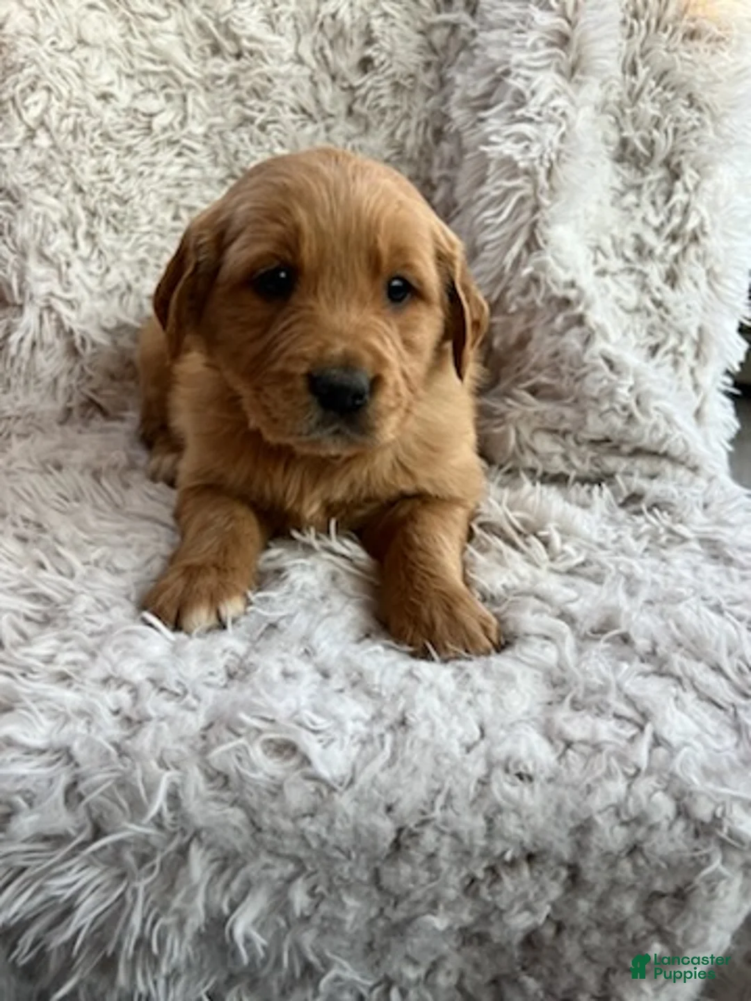 Golden Retriever dogs for sale: Kinsey - Ad 4