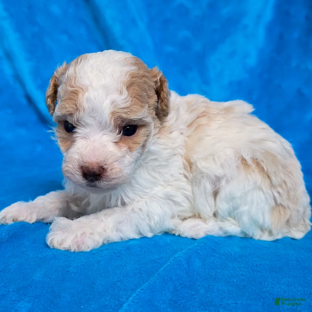 Standard Poodle dogs for sale: Elvis - Ad 6