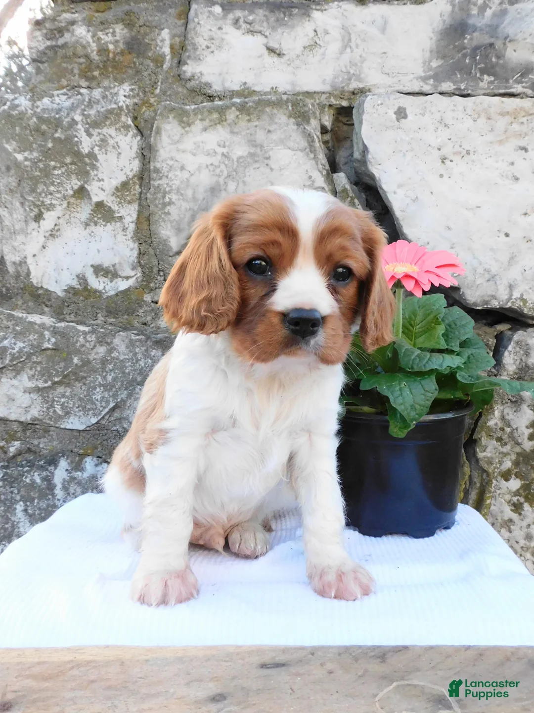 Cavalier King Charles Spaniel dogs for sale: Roxy - Ad 6