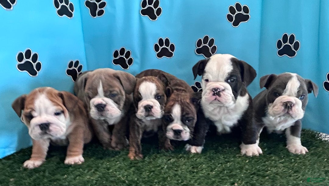 English Bulldog dogs for sale: LEO - Ad 13