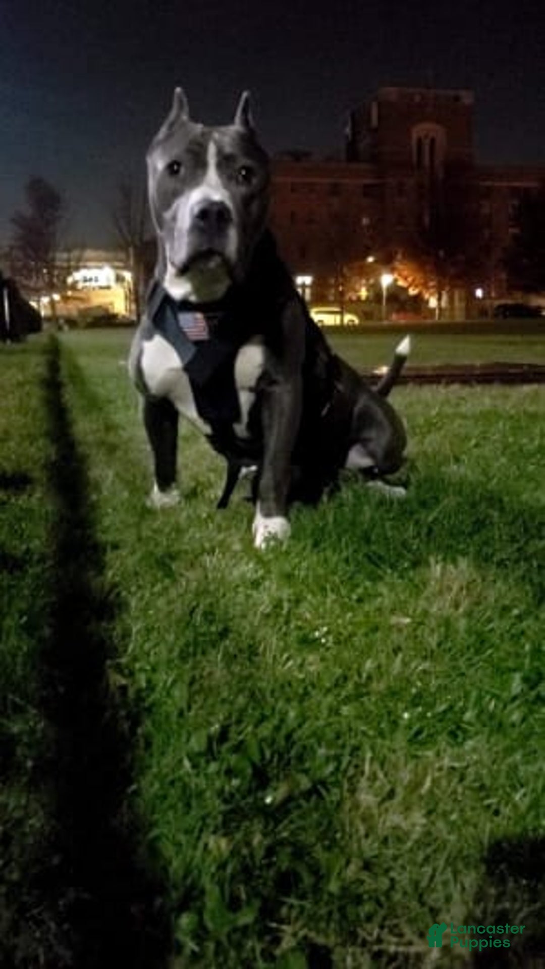 Gallery Image {{count}}