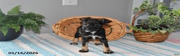 Mixed Breed dogs for sale: Torey - Ad 2