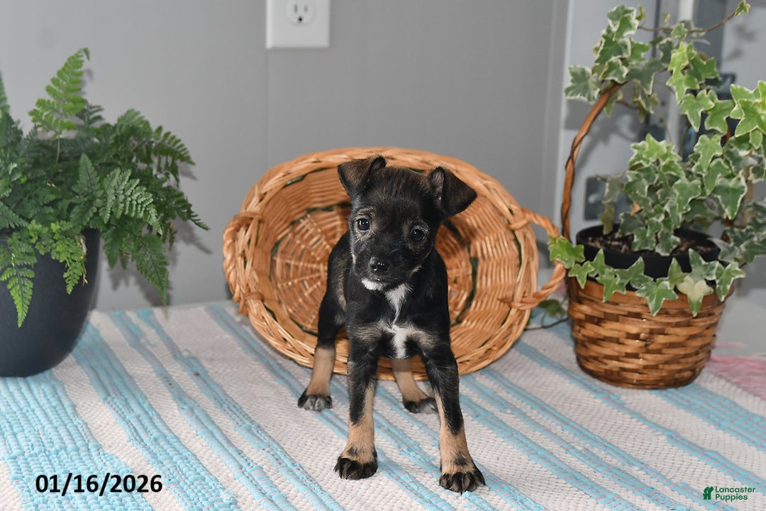 Mixed Breed dogs for sale: Torey - Ad 2