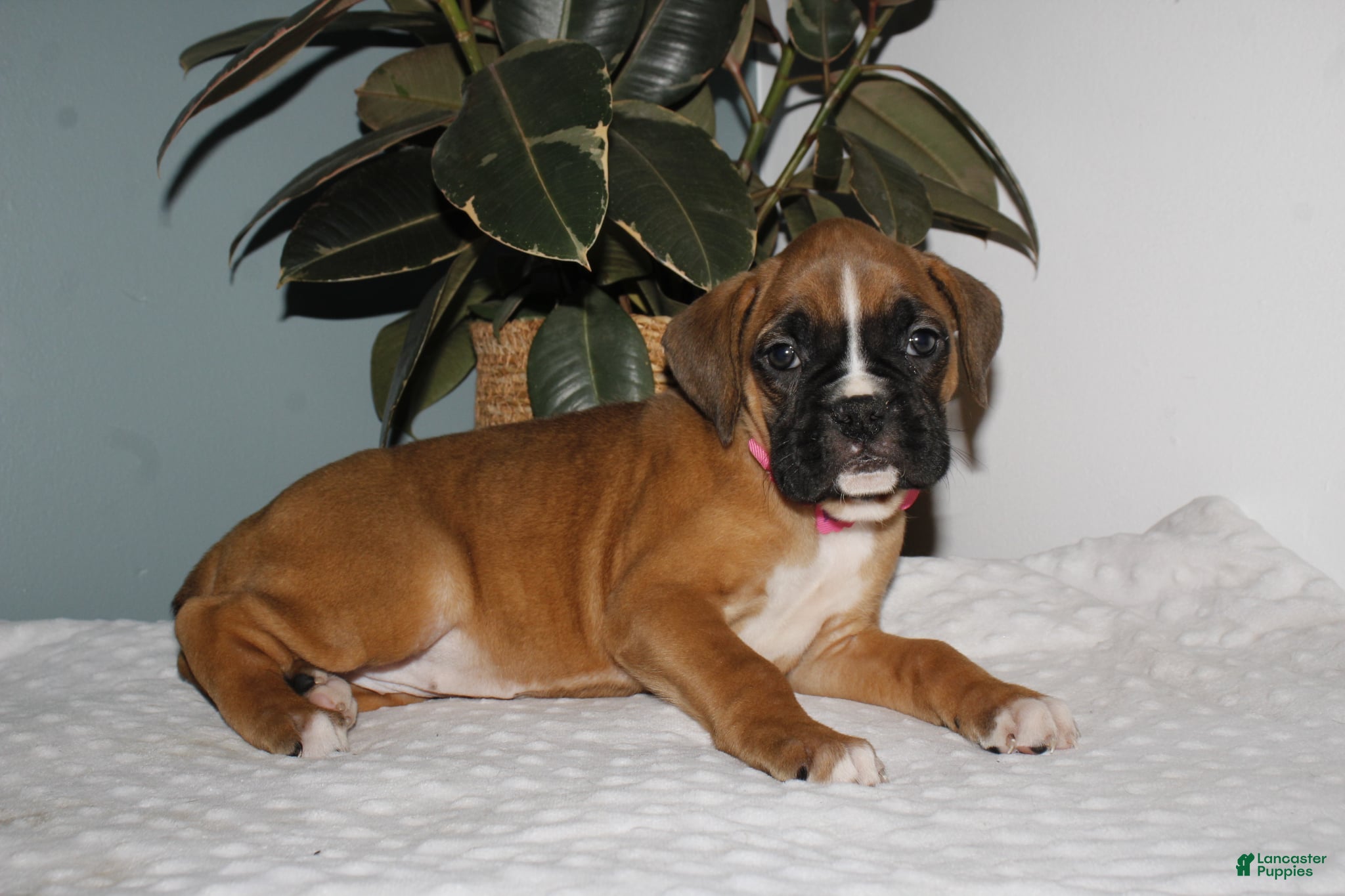 Boxer dogs Kesha - Ad 2