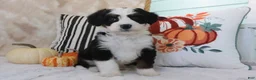 Mini Bernedoodle dogs for sale: Jared - Ad 2