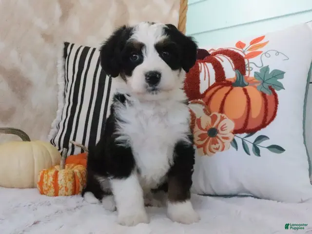 Mini Bernedoodle dogs for sale: Jared - Ad 2