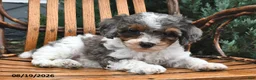 Miniature Poodle dogs for sale: Snowflake  - Ad 3