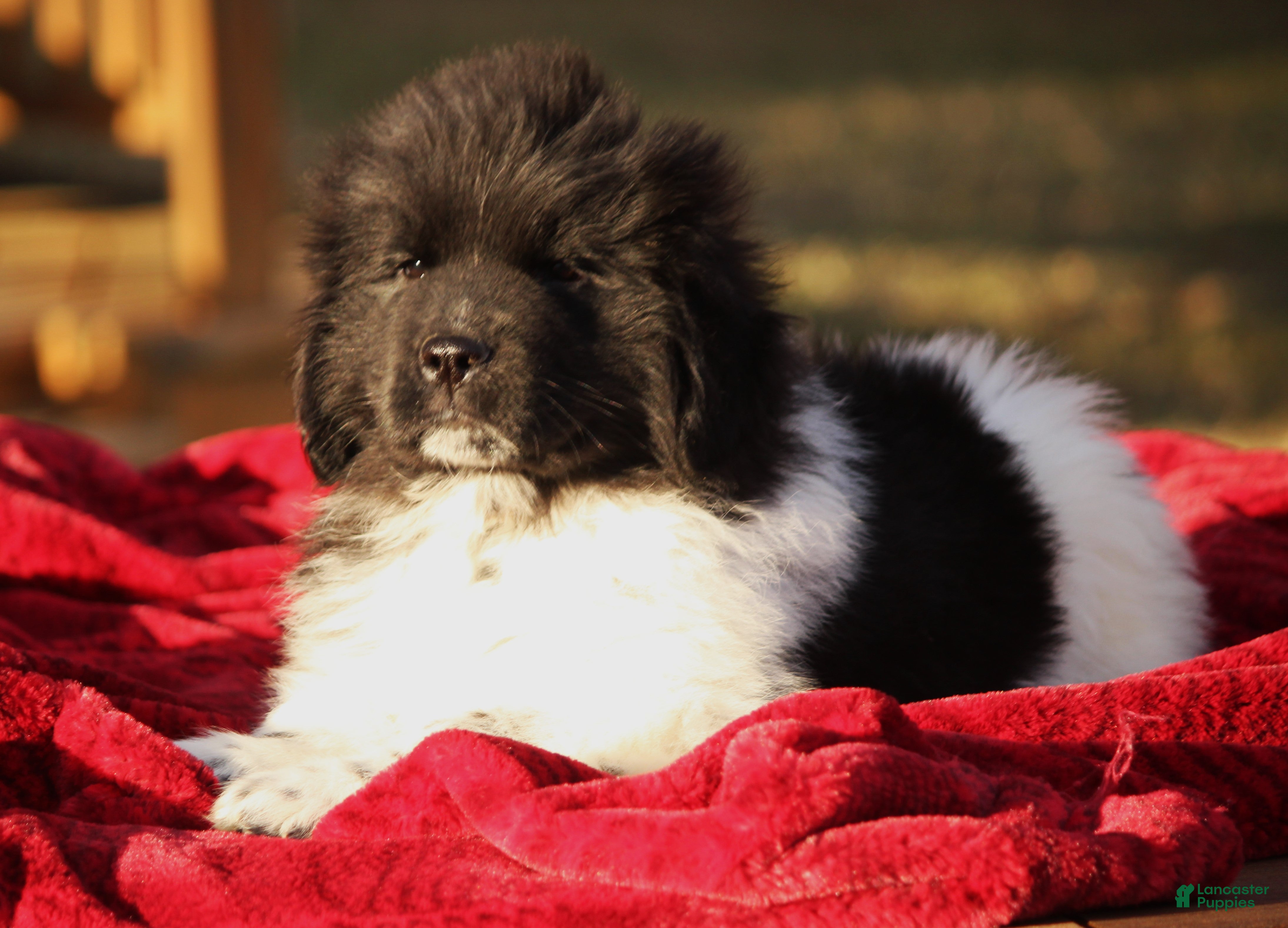 Newfoundland dogs Pippa - Ad 5