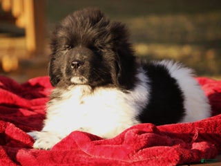 Newfoundland dogs Pippa - Ad 5