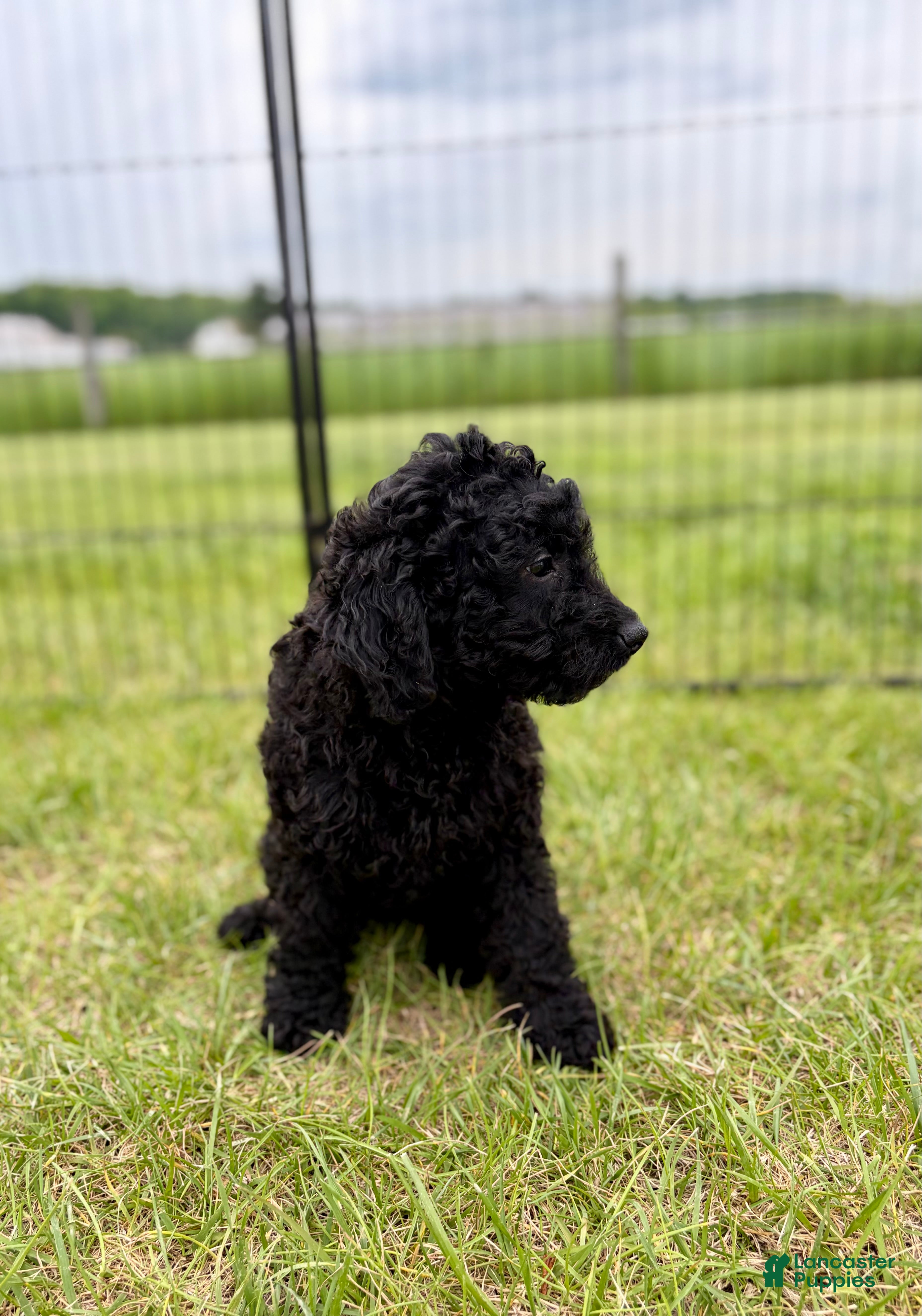 Mini Goldendoodle dogs Hazel - Ad 2