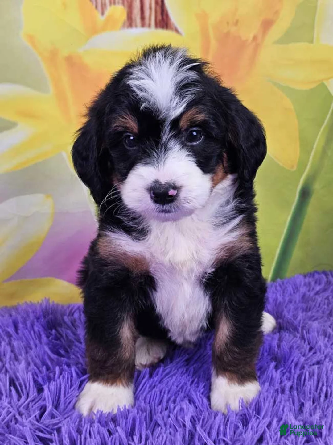 Mini Bernedoodle dogs for sale: Bucky - Ad 1