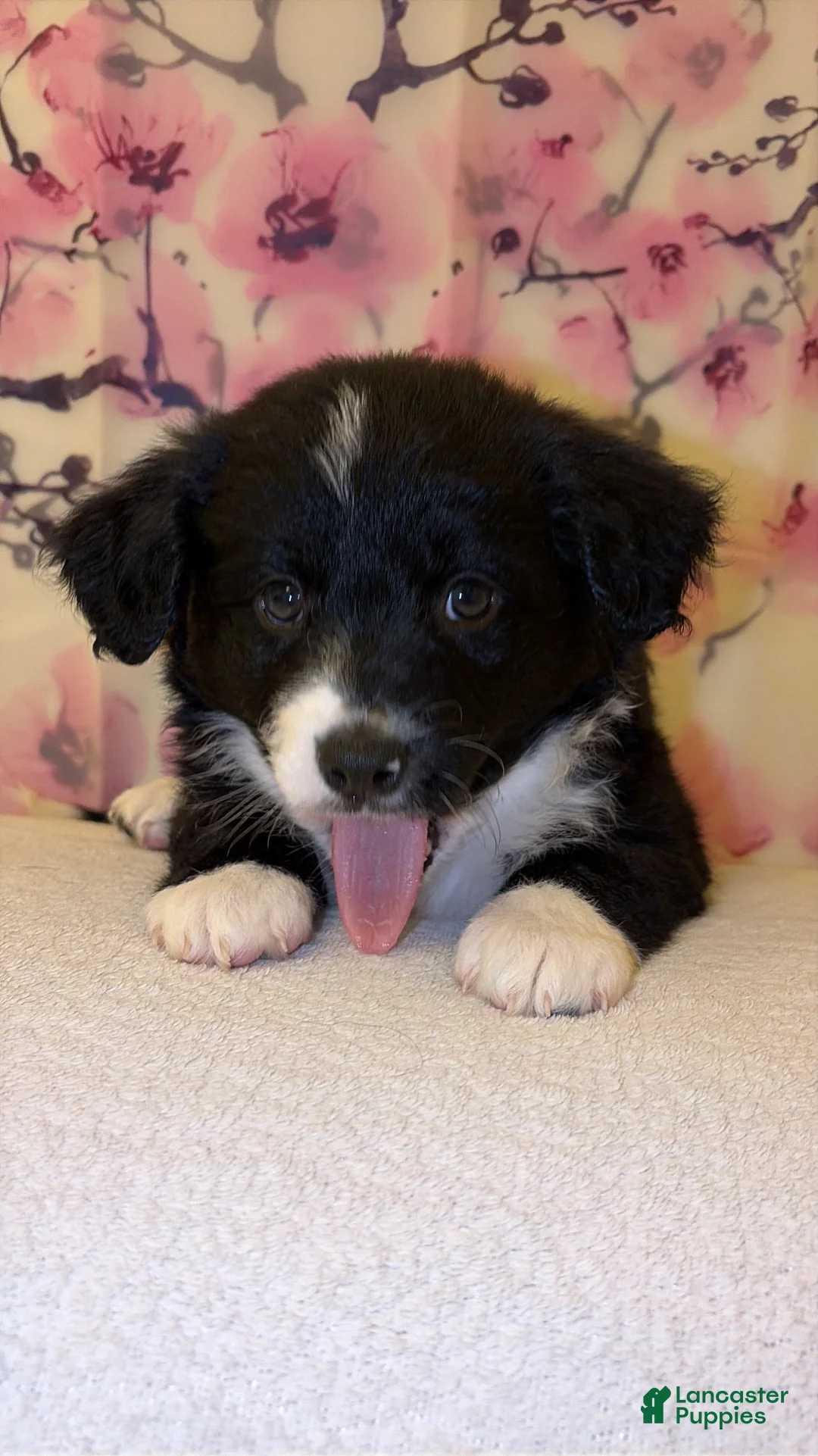 Mixed Breed dogs for sale: Yin - Ad 2