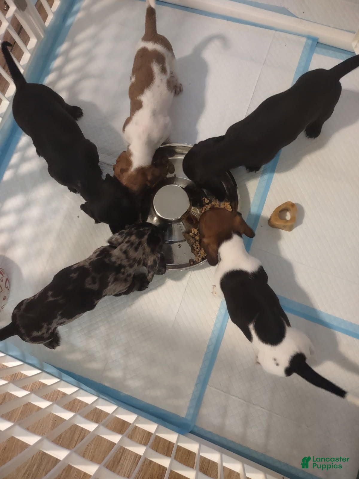 Miniature Dachshund dogs Miniature Dachshund 1 - Ad 2