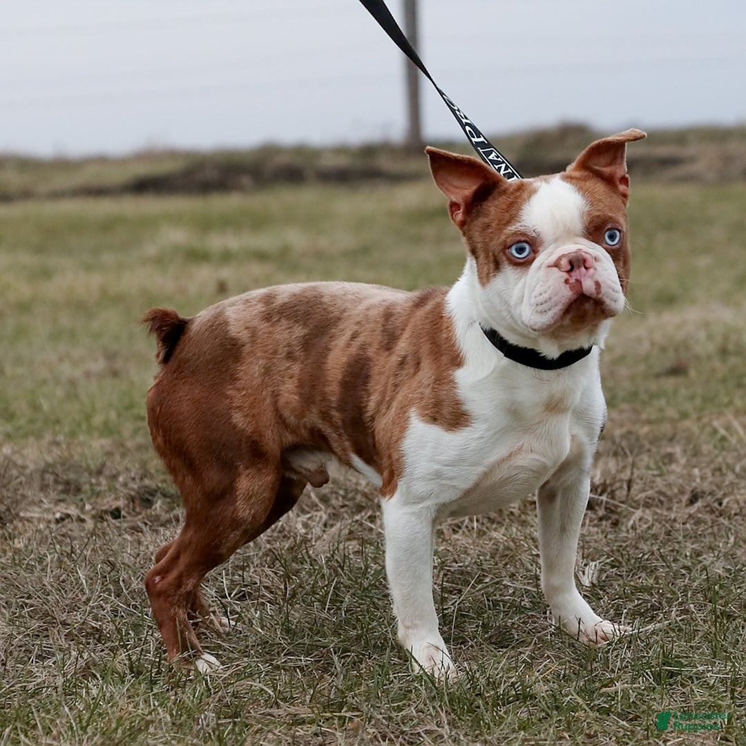 Boston Terrier dogs for sale: Pixie - Ad 5